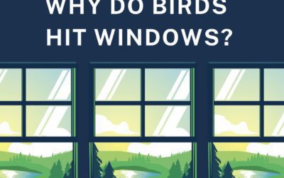 Why Do Birds Hit Windows? Is It Considered Spiritual?